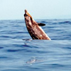 Image for article titled Naval sonar drives whales from feeding grounds